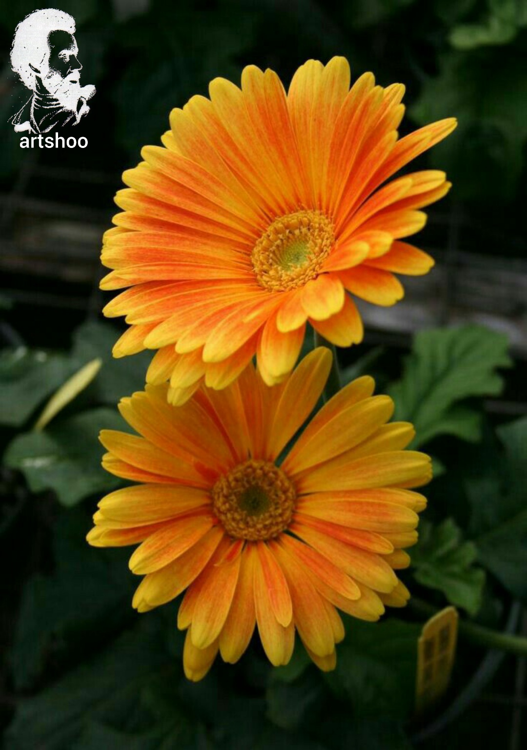 گل اورژینال رنگ روغن